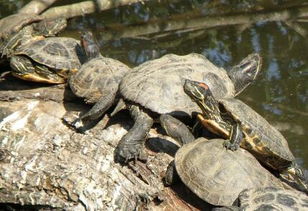 养巴西龟如何长得快？