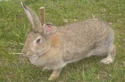 法系獭兔种兔的生产性能怎么样 好养吗 