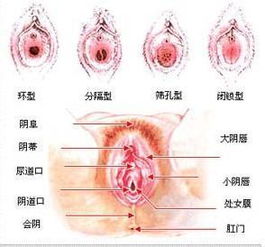 健康女性“小妹妹”的生理构造（高清图）