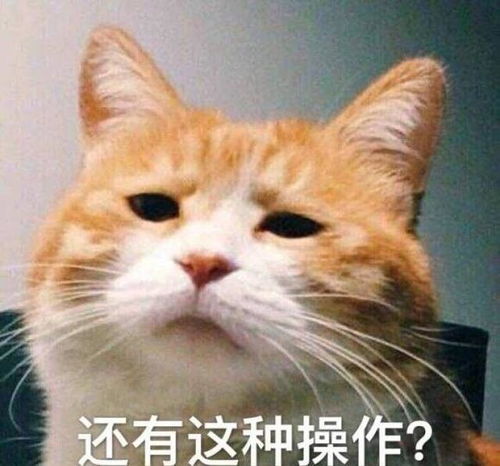 为什么被车撞死的猫比狗多 原因有这几个