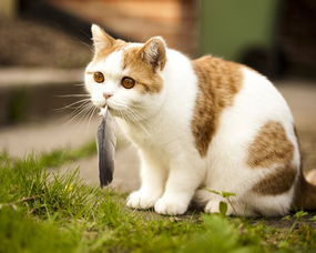 怎么防止猫在外面乱捡东西吃 猫乱捡东西吃怎么办 