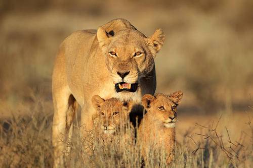 雄狮为什么要咬死6个月以内幼崽 母狮一生要经历多少丧子之痛