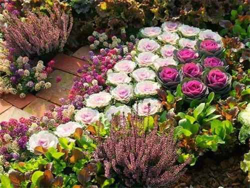 超级 耐冻 的花卉,4月养在院子里就像 玫瑰花 ,好养好活