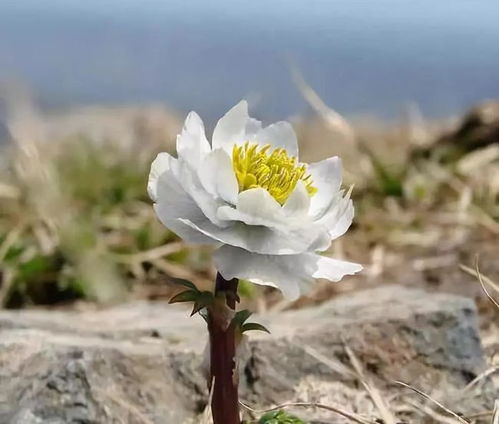 为你摘下悬崖上最美丽的雪莲花(悬崖峭壁上的雪莲花图片)