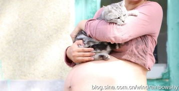 养猫过程中发现怀孕了，怎么办(养猫的时候发现怀孕了)