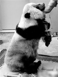 浙江台州警方查获了一非法买卖大熊猫标本案件 
