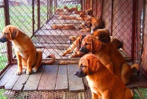 狗肉大王 樊宪涛 一年屠宰20万只狗,狗肉生意遍布全国
