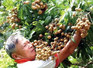 苏轼在这里一天吃下三百颗荔枝 