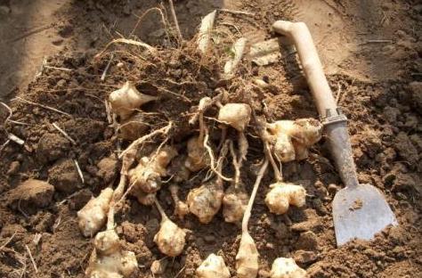 农村懒人菜,被联合国粮农组织官员称为 21世纪人畜共用作物