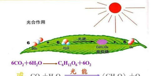 六种生命形态,碳基生命仅排第三,排名第一的硅基生命有多可怕