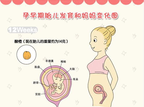 胎宝宝的视觉是如何发育的