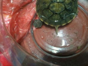 我的小屋龟壳上怎么回事 缸的底部还有白色颗粒,在小乌龟的周围有一些绒绒的绿色的东西 