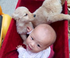 怀孕了不能养狗吗 小宝宝能不能和狗狗在一起玩 