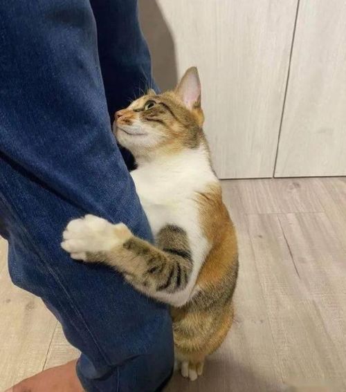 猫咪抱你 大腿 ,除了爱你,背后还有这些原因