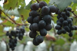 秋天葡萄成熟时 到南投品尝黑紫玉滋味 
