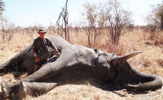 津巴布韦指另一美国医生涉嫌非法猎杀狮子 