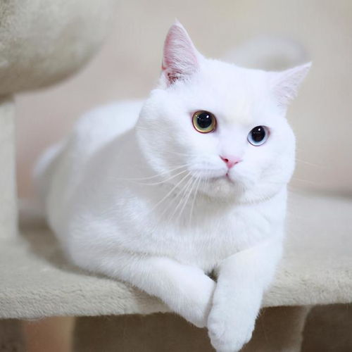 6种常见的英短猫颜色,你家是哪一款