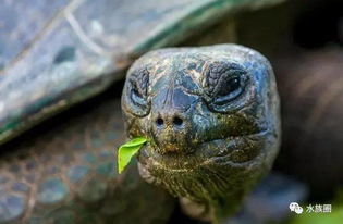 喜欢被摸摸的巨龟,如果中国能合法饲养的话该有多好 