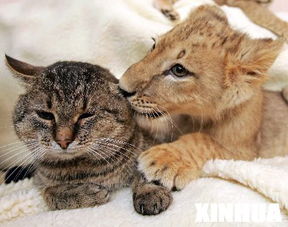瞧这一家子 小狮子和小猫狗的 舍友 生活 