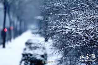 天津初雪终于来了 网友 咱介地儿想下个雪太难了