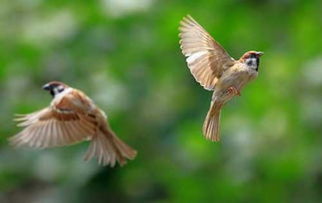 梦见飞翔的麻雀是什么意思 梦到飞翔的麻雀好不好 大鱼解梦网 