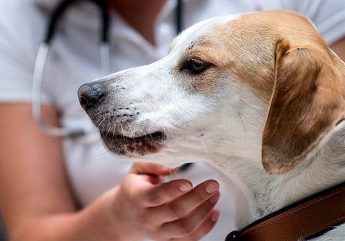 犬瘟热和犬流感如何区分 铲屎官切勿凭经验诊断,耽误狗狗治疗