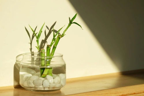 富贵竹怎么水养才旺盛,水培富贵竹正确养法？