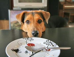 如何判断狗狗已吃饱 狗狗吃饱后的3种表现,宠主不要被它骗了