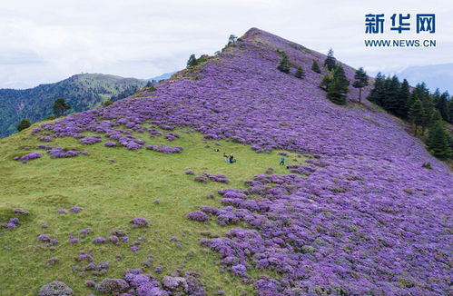 国社 四川 索玛花开百草坡 