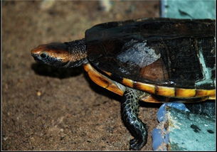 巨蛇颈龟的生活环境 