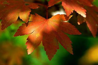 到了秋天,枫叶开始变红,刚开始是什么颜色,慢慢就变成了什么颜色 