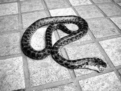 晚上看见蛇有什么含义 