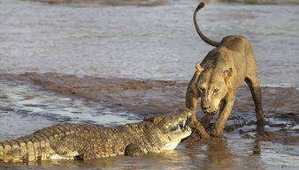 直击非洲狮群与鳄鱼为争夺食物展开激战 