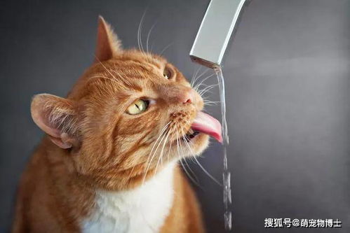猫不喝自己的水背后的原因分析 让猫爱上喝水的好办法