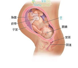 怀孕38周胎儿图 胎动见红及注意事项