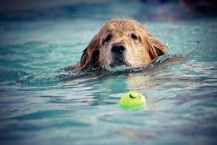 游泳池里面的氯,会伤害到我们的狗狗吗 游泳池对狗狗来说安全吗