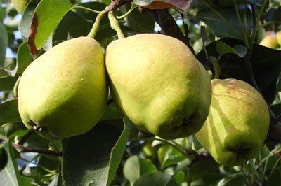 梨的品种图片名称及产的详情 