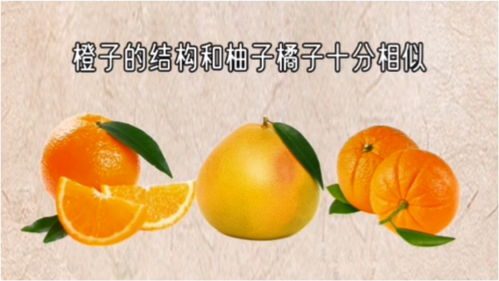 杂学科普 橙子和柚子 橘子是什么关系 