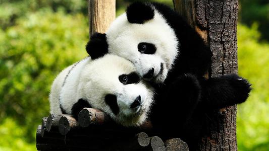 熊猫一般可以活多久 大多数寿命在多少岁之间 