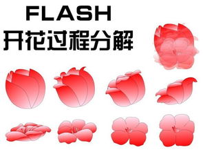 flash怎么制作慢慢绽放的玫瑰