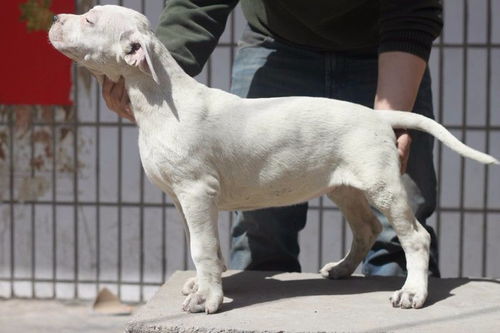 荣成哪里有买卖小牧羊犬的狗场 东德 