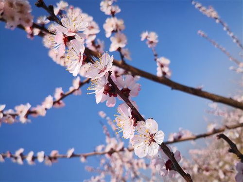 全了 菏泽赏花攻略,你的春天都在这里了