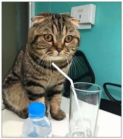 猫咪喝柠檬水,一杯下肚,表情让主人大笑不止