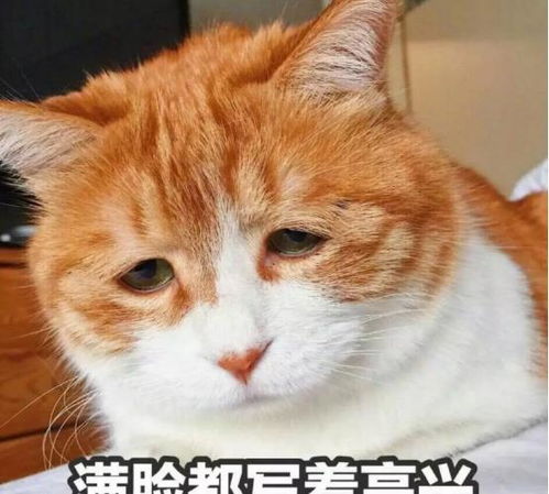 从古至今,中国人什么都敢吃,可为啥没有吃猫肉的习惯