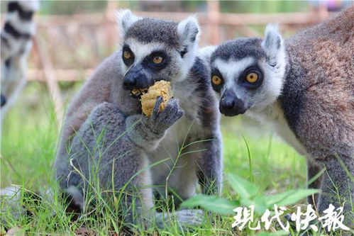 南通森林野生动物园推出定制月饼,游客与动物之间有了 新玩法