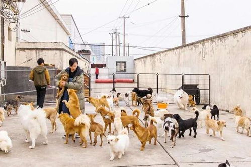异味控制专家 吉若奥受邀为 黄阿姨流浪动物救助站 解决宠物环境污染问题