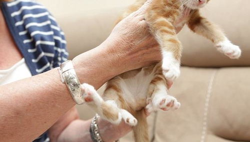 英国第一只6腿猫 出生7周后又长出2条后腿