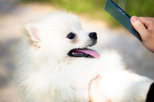 新手 博美犬有多可怕 聪明的人不会选它