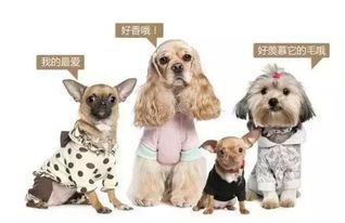 华懋宠物医院 怎么让狗狗有一身靓丽的毛发 盲目美毛可能会影响狗狗健康