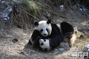 我国三只大熊猫幼崽正式参与野化培训